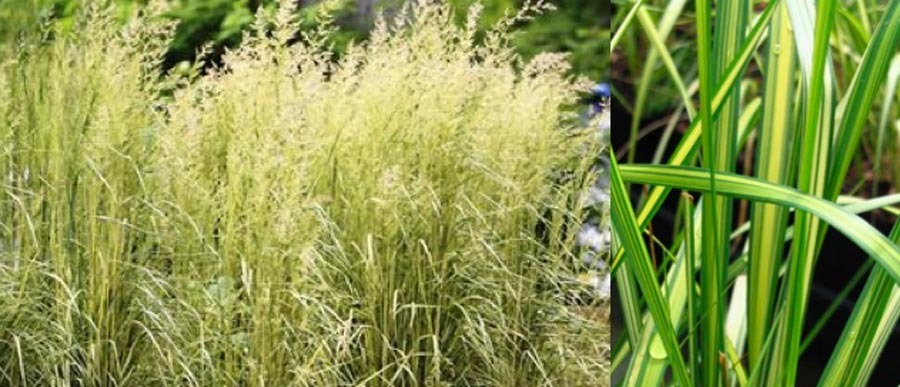 Calamagrostis x acutiflora ‘Eldorado’ - Stonepocket - Know ...