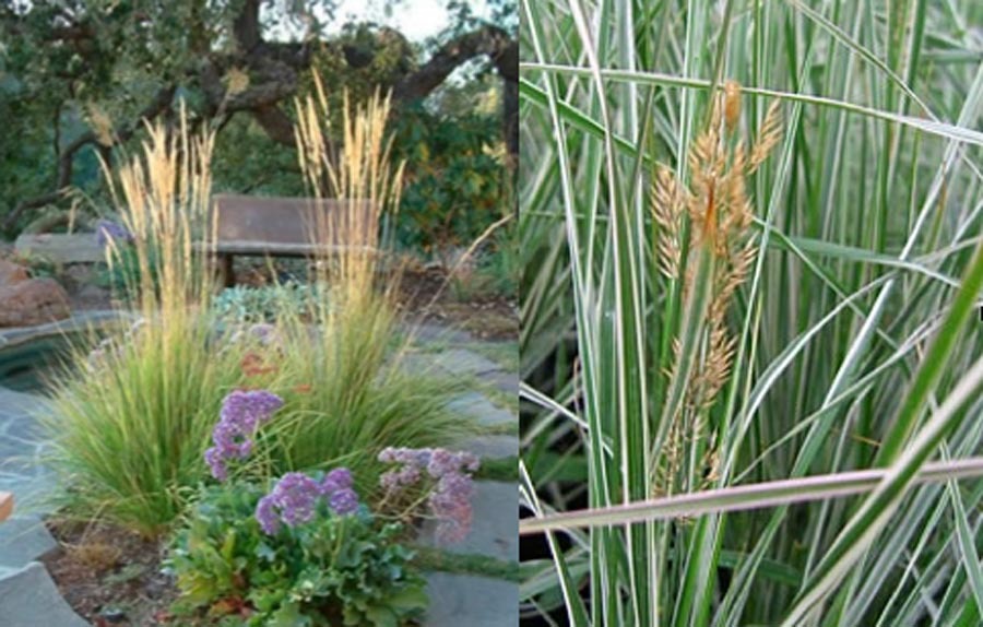 Calamagrostis x acutiflora ‘Overdam’ - Stonepocket - Know ...